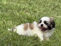 Momo , a male Shih Tzu for sale in San Diego, CA – 2 of 6