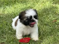 Mimi , a female Shih Tzu for sale in San Diego, CA – 3 of 4