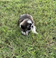 Nala , a female Shih Tzu for sale in San Diego, CA – 3 of 4