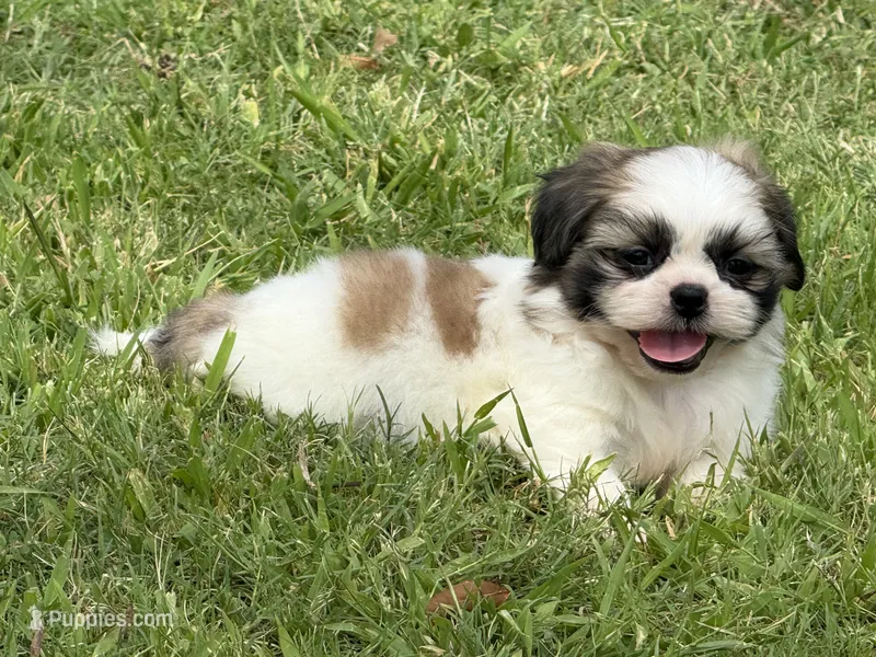 Momo  – Shih Tzu puppy for sale in San Diego, CA