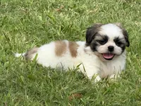 Momo , a male Shih Tzu for sale in San Diego, CA – 1 of 6