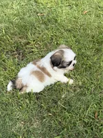 Momo , a male Shih Tzu for sale in San Diego, CA – 3 of 6