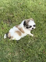 Momo , a male Shih Tzu for sale in San Diego, CA – 6 of 6
