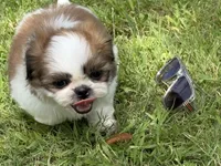 Milo , a male Shih Tzu for sale in San Diego, CA – 4 of 5