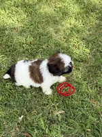 Mimi , a female Shih Tzu for sale in San Diego, CA – 4 of 4