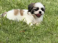 Momo , a male Shih Tzu for sale in San Diego, CA – 5 of 6