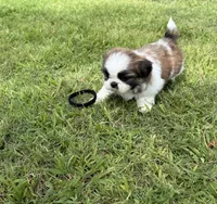 Zazu, a male Shih Tzu for sale in San Diego, CA – 2 of 4
