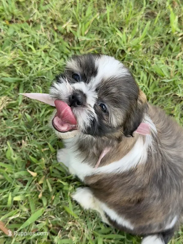 Nala  – Shih Tzu puppy for sale in San Diego, CA