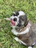 Nala , a female Shih Tzu for sale in San Diego, CA – 1 of 4