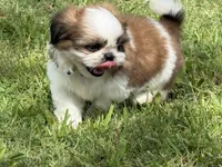 Milo , a male Shih Tzu for sale in San Diego, CA – 2 of 5