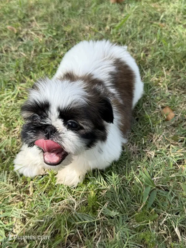 Mimi  – Shih Tzu puppy for sale in San Diego, CA
