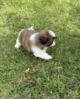 Zazu, a male Shih Tzu for sale in San Diego, CA – 3 of 4