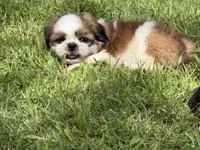 Milo , a male Shih Tzu for sale in San Diego, CA – 5 of 5
