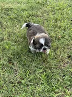 Nala , a female Shih Tzu for sale in San Diego, CA – 4 of 4