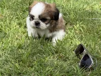 Milo , a male Shih Tzu for sale in San Diego, CA – 1 of 5