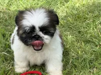 Mimi , a female Shih Tzu for sale in San Diego, CA – 2 of 4