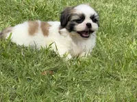 Momo , a male Shih Tzu for sale in San Diego, CA – 4 of 6