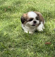 Milo , a male Shih Tzu for sale in San Diego, CA – 3 of 5