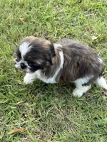 Nala , a female Shih Tzu for sale in San Diego, CA – 2 of 4