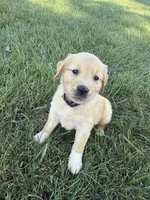 Bonnie , a female Golden Retriever for sale in Inwood, IA – 2 of 4