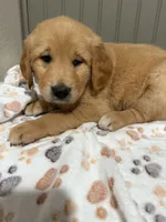 Max , a male Golden Retriever for sale in Inwood, IA – 2 of 3