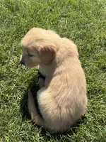 Pippa , a female Golden Retriever for sale in Inwood, IA – 2 of 4