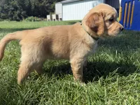 Gracie , a female Golden Retriever for sale in Inwood, IA – 3 of 3