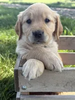 Gracie , a female Golden Retriever for sale in Inwood, IA – 1 of 3