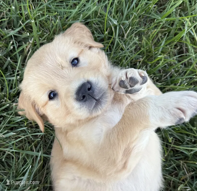 Bonnie  – Golden Retriever puppy for sale in Inwood, IA