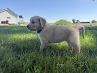Bonnie , a female Golden Retriever for sale in Inwood, IA – 4 of 4
