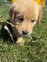 Pippa , a female Golden Retriever for sale in Inwood, IA – 3 of 4