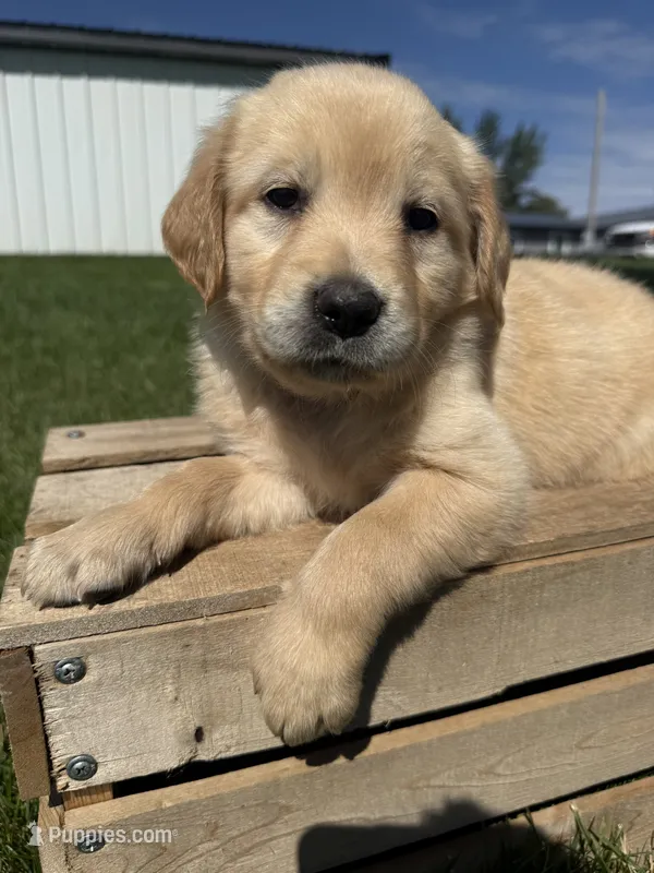 Pearl  – Golden Retriever puppy for sale in Inwood, IA
