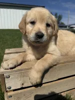 Pearl , a female Golden Retriever for sale in Inwood, IA – 1 of 4