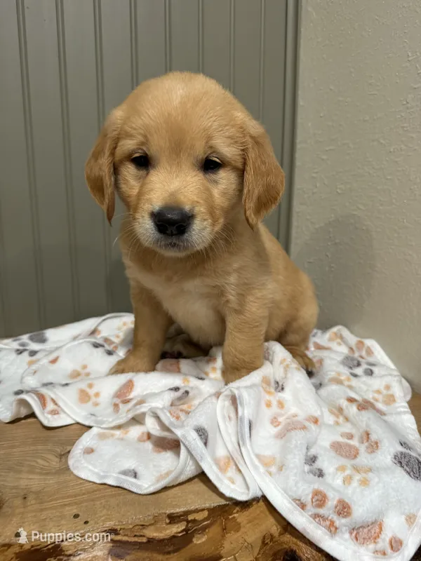 Buddy  – Golden Retriever puppy for sale in Inwood, IA