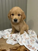 Buddy , a male Golden Retriever for sale in Inwood, IA – 1 of 3