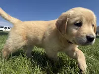 Pearl , a female Golden Retriever for sale in Inwood, IA – 4 of 4