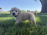 Bonnie , a female Golden Retriever for sale in Inwood, IA – 3 of 4