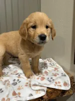 Buddy , a male Golden Retriever for sale in Inwood, IA – 2 of 3