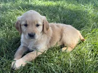 Gracie , a female Golden Retriever for sale in Inwood, IA – 2 of 3