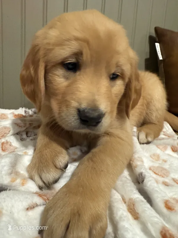 Max  – Golden Retriever puppy for sale in Inwood, IA