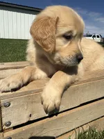 Pearl , a female Golden Retriever for sale in Inwood, IA – 3 of 4
