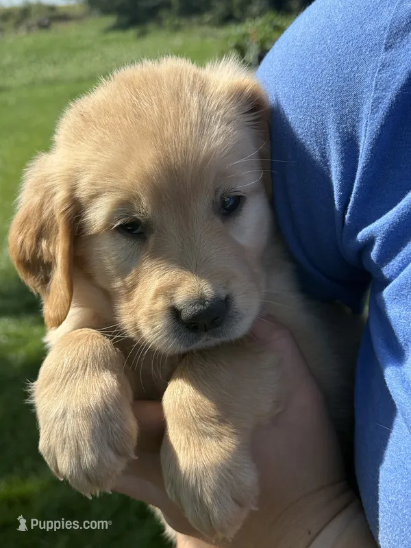 Pippa  – Golden Retriever puppy for sale in Inwood, IA