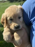 Pippa , a female Golden Retriever for sale in Inwood, IA – 1 of 4