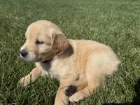 Pearl , a female Golden Retriever for sale in Inwood, IA – 2 of 4