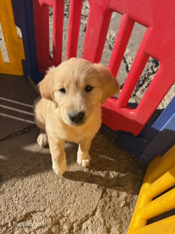 Bonnie  – Golden Retriever puppy for sale in Inwood, IA