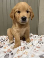 Buddy , a male Golden Retriever for sale in Inwood, IA – 3 of 3