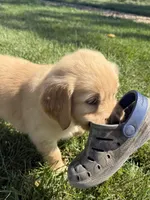 Pippa , a female Golden Retriever for sale in Inwood, IA – 4 of 4