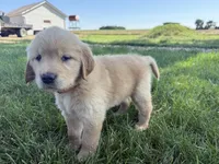 Opal , a female Golden Retriever for sale in Inwood, IA – 3 of 4