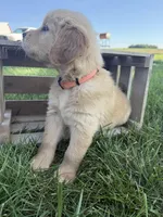 Opal , a female Golden Retriever for sale in Inwood, IA – 2 of 4