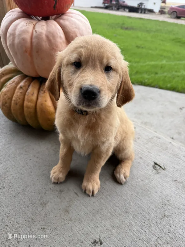 Max  – Golden Retriever puppy for sale in Inwood, IA